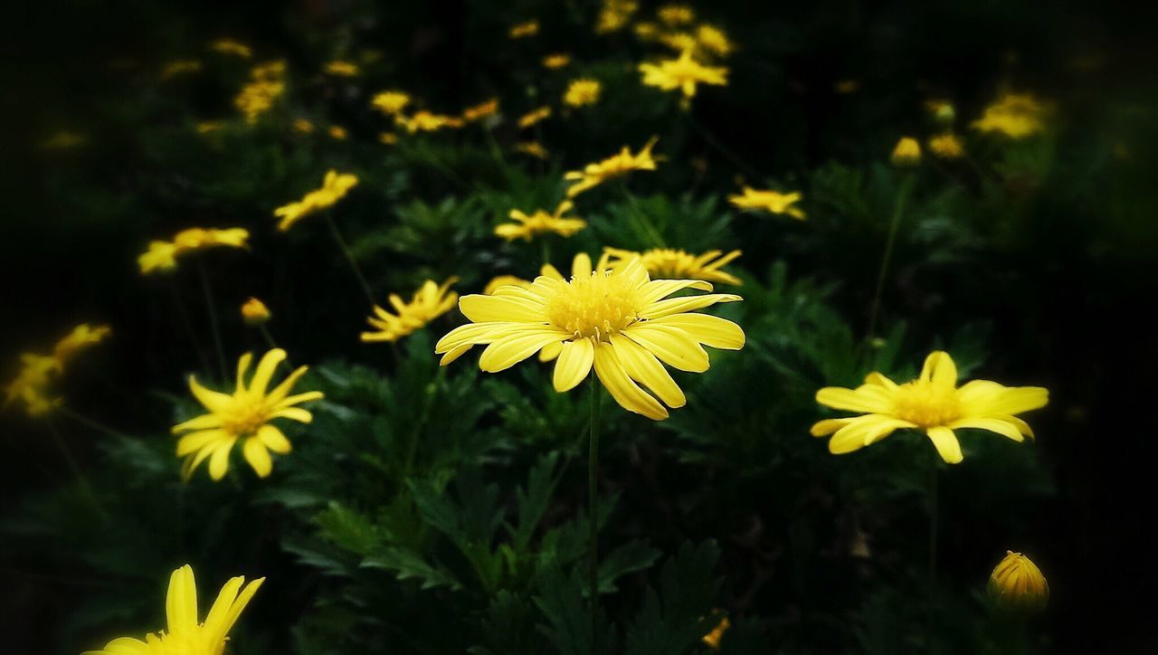 flower, petal, yellow, freshness, fragility, flower head, growth, beauty in nature, blooming, nature, focus on foreground, plant, pollen, close-up, field, daisy, in bloom, high angle view, day, outdoors