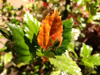 Close-up of autumn leaves