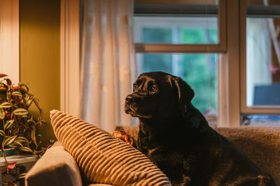 Dog relaxing at home