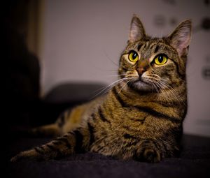 Close-up portrait of a cat at home