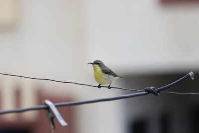 Close-up of bird perching on metal fence