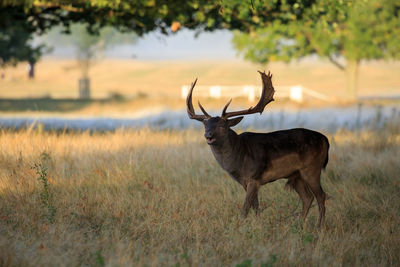 Fallow deer standing on field