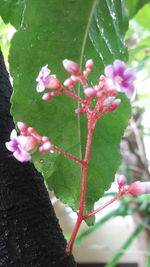 Close-up of pink flowering plant