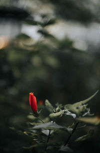 Close-up of red flower