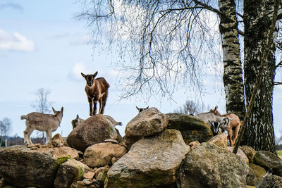 Camels standing on rock against sky