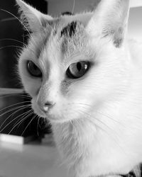 Close-up portrait of a cat