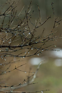 Low angle view of bare tree against sky