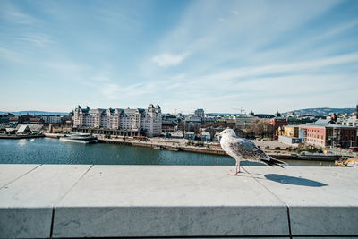 Seagull perching on a city