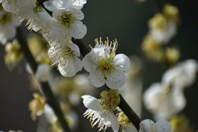 Close-up of white cherry blossoms