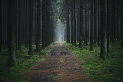 Dirt footpath amidst trees in forest