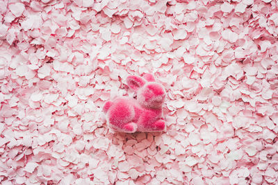 High angle view of pink petals on plant