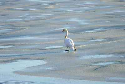 High angle view of bird in water