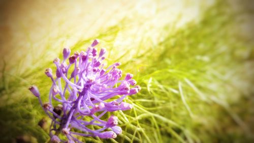 Close-up of purple flowers