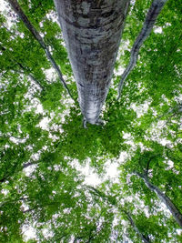 Low angle view of trees in forest