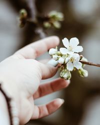 Cropped hand holding blossom
