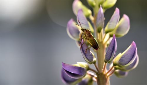 Close-up of insect on purple flower