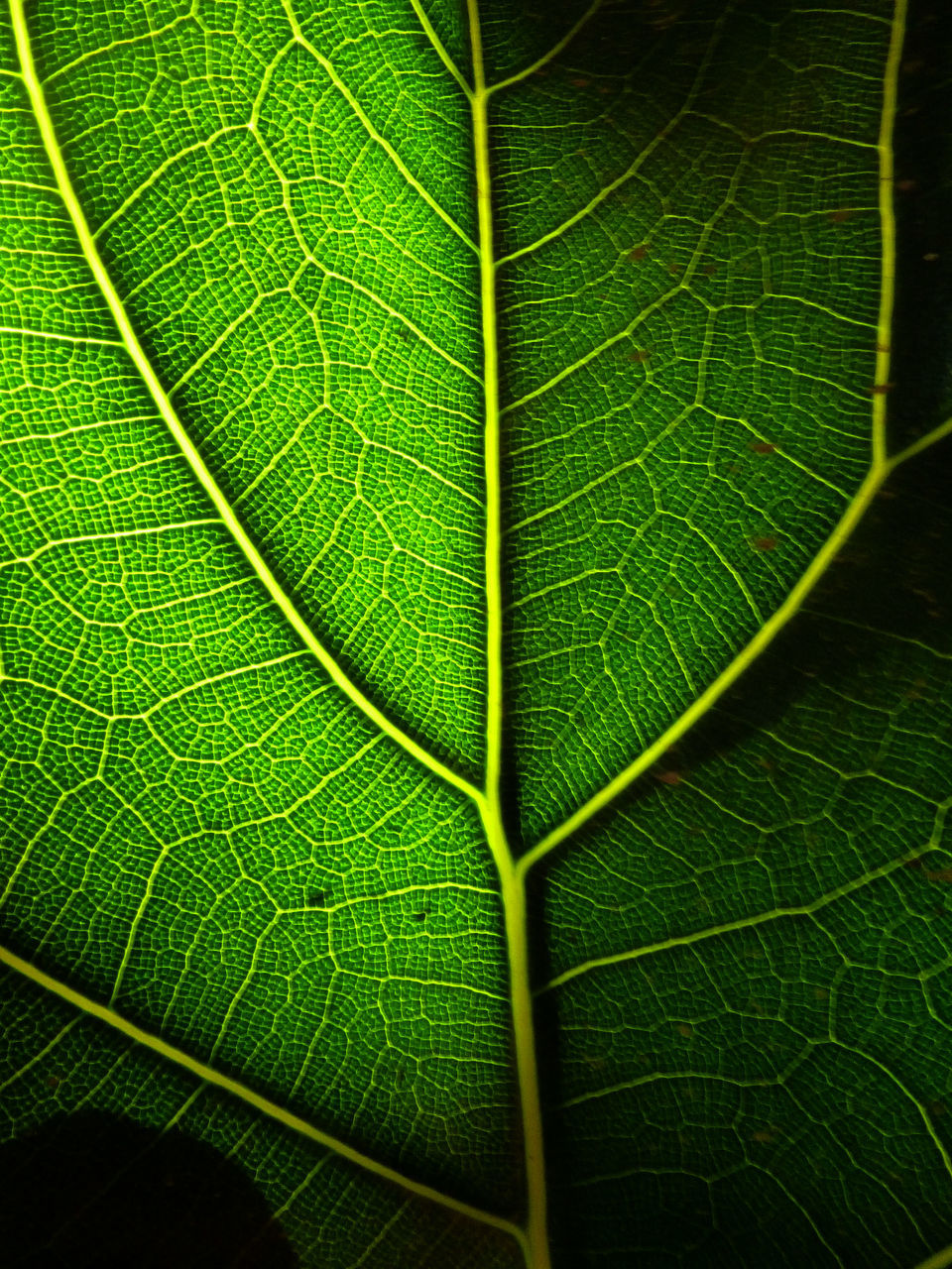 CLOSE-UP OF GREEN LEAF