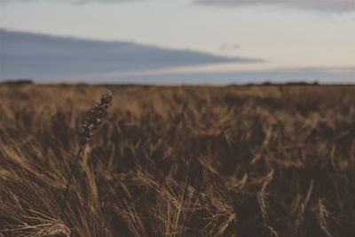 Scenic view of wheat field against sky