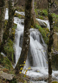 Scenic view of waterfall in forest