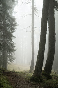 Trees in forest