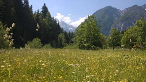 Scenic view of green landscape and mountains against sky