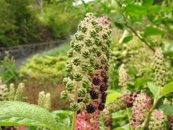 Close-up of flowering plants on field