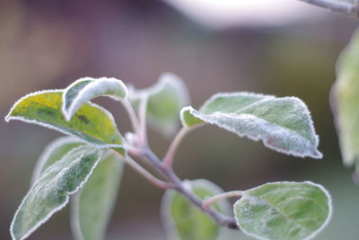 Close-up of green leaves