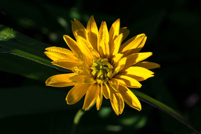 Close-up of yellow flower blooming outdoors