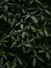 Full frame shot of plants