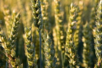 Close-up of wheat growing in field