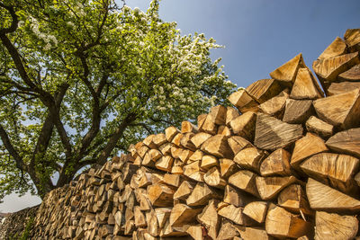 Low angle view of logs against trees in forest