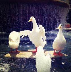 Birds in water