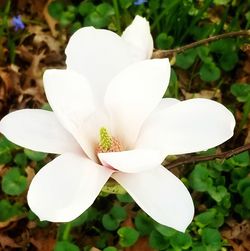 Close-up of white flowering plant