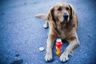 Portrait of dog sitting outdoors