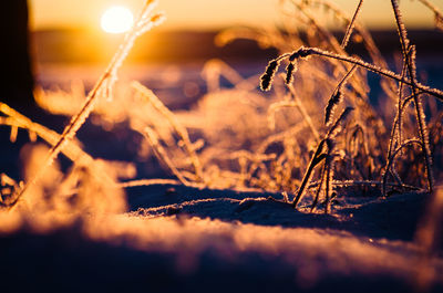 Close-up of plants against sky during sunset