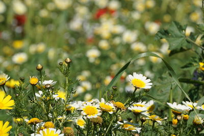 Close-up of yellow daisy flowers on field