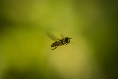 Close-up of insect on flower