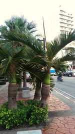 Palm trees against built structure