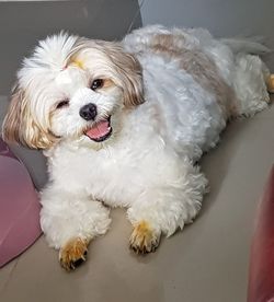 High angle view of dog relaxing at home