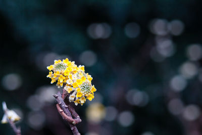 Yellow paper bush flowers blooming outdoors