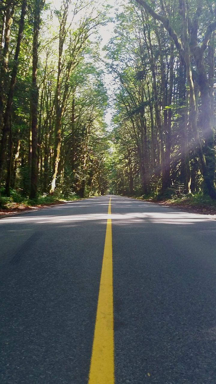 ROAD AMIDST TREES IN FOREST AGAINST SKY