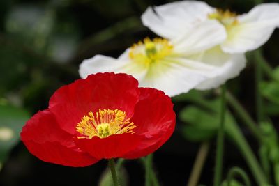 Close-up of red hibiscus blooming outdoors