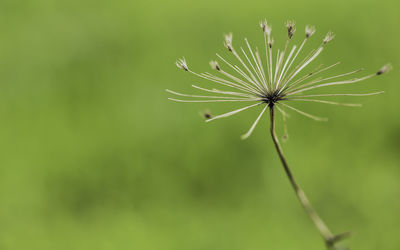 Close-up of wilted plant