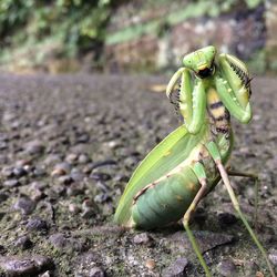 Close-up of green insect