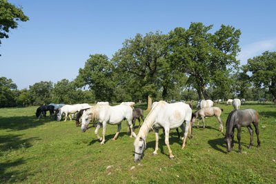 Young lipizzaner horses grazing on a meadow