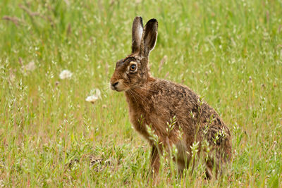 A stately old hare sitting on a flowery meadow