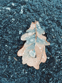 High angle view of autumn leaf on snow