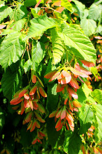 Close-up of fresh green leaves