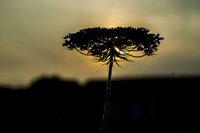 Close-up of silhouette plant against sky during sunset