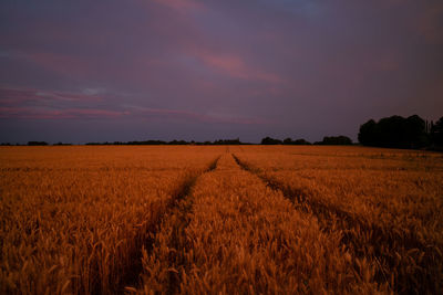 Scenic view of agricultural field against sky during sunset